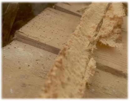 Woodworm, Damp Proof Specialists In The North East