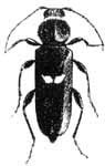 House Longhorn Beetle hylotrupes bajulus - Woodworm
