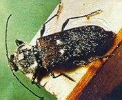 House Longhorn Beetle hylotrupes bajulus - Woodworm