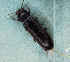 Powderpost beetle – Lyctus brunneus