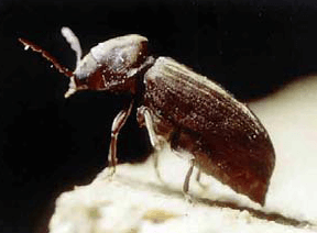 The common furniture beetle – anobium punctatum