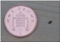 Woodworm Size Comparison