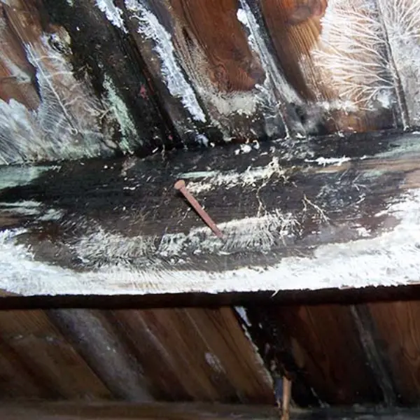 Wet Rot in floor joists in Newcastle upon Tyne