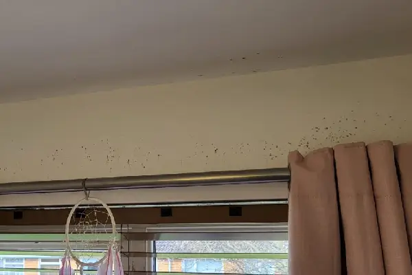 Black spot mould in bedroom in Blyth, Northumberland