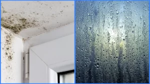 Mould, mildew & condensation Treatment in Blyth, Northumberland