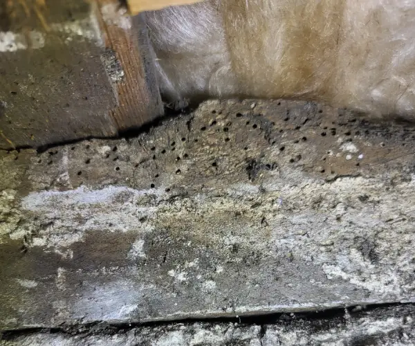 Woodworm boreholes damage to loft and roofing - Newcastle Upon Tyne