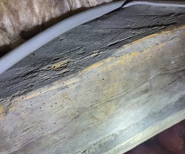 Woodworm boreholes damage to joists - Newcastle Upon Tyne